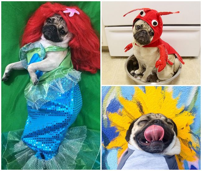 DOUG THE PUG 4