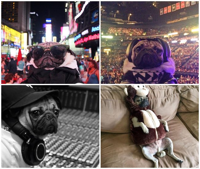 DOUG THE PUG 9