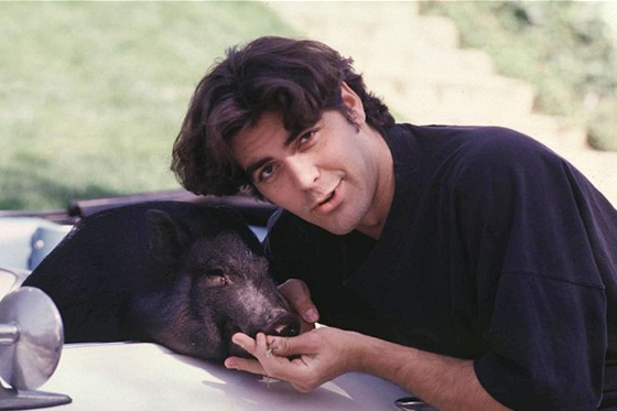 George Clooney mascota cerdito