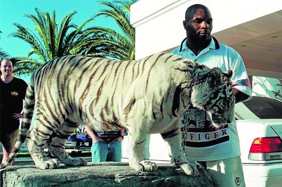 Mike Tyson mascota tigre blanco