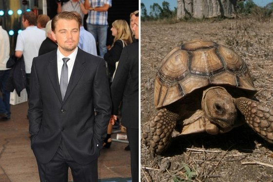 Leonardo DiCaprio mascota tortuga gigante