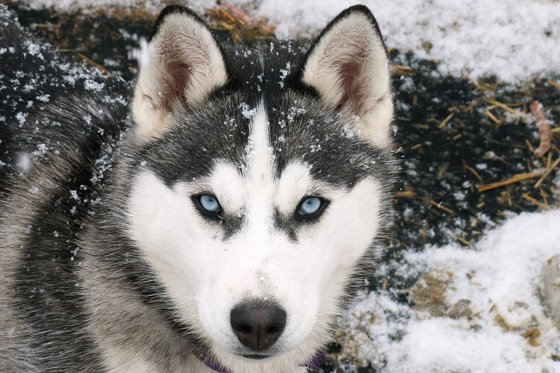 Animales bellos husky siberiano