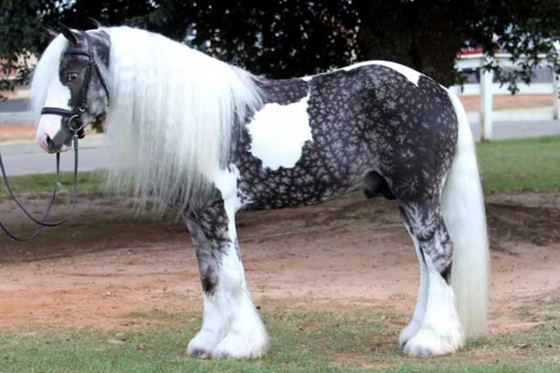 Animales bellos caballo color plateado