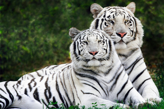 Animales bellos tigre blanco