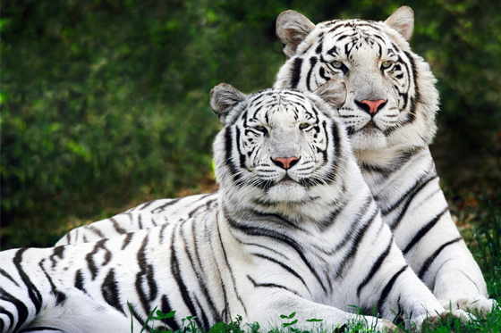 Animales bellos tigre blanco