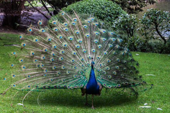 Animales bellos pavo real