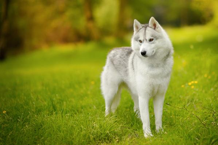 Animales bellos naturaleza