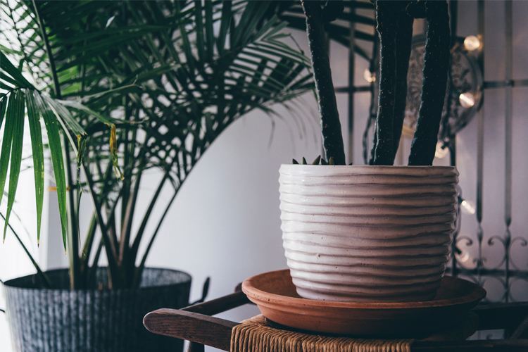 PLantas en casa macetas beneficios