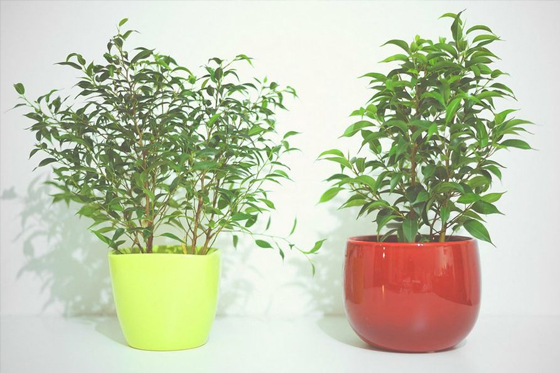 Plantas purificar aire mejor respiracion