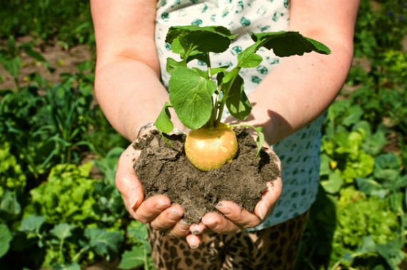 maca andina tuberculo