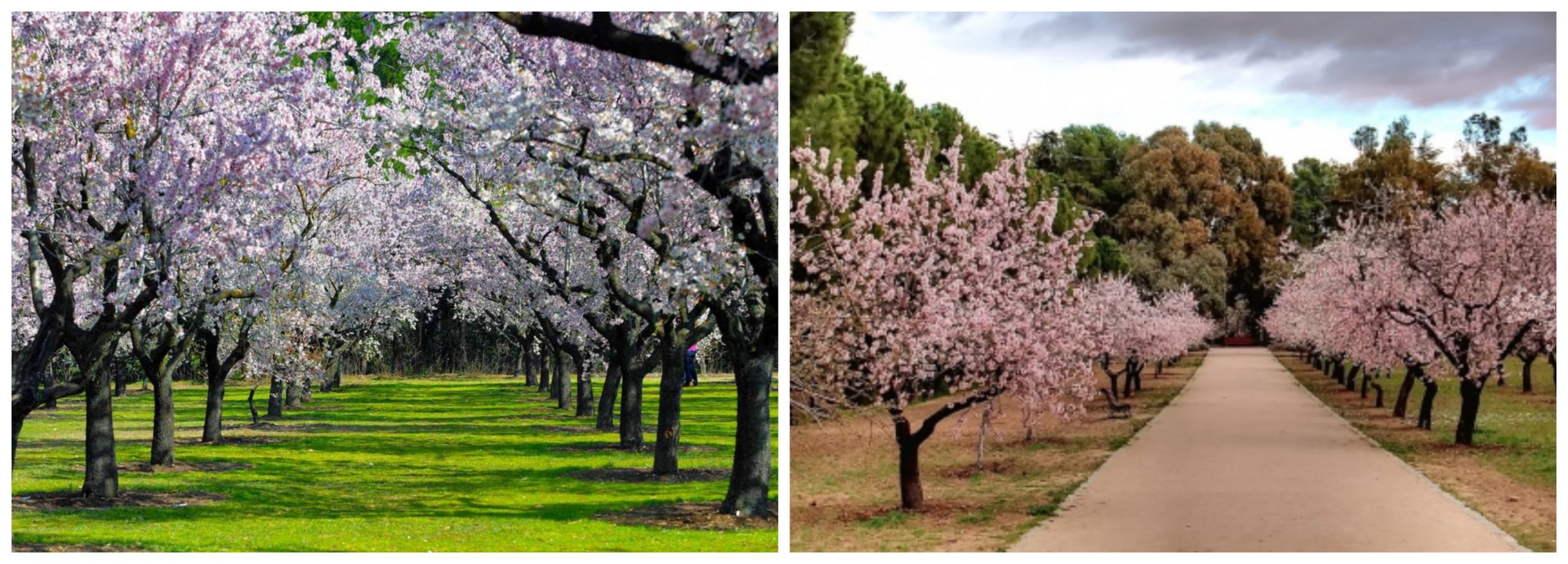 Almendros floreciendo en el Parque Quinta de los Molinos.