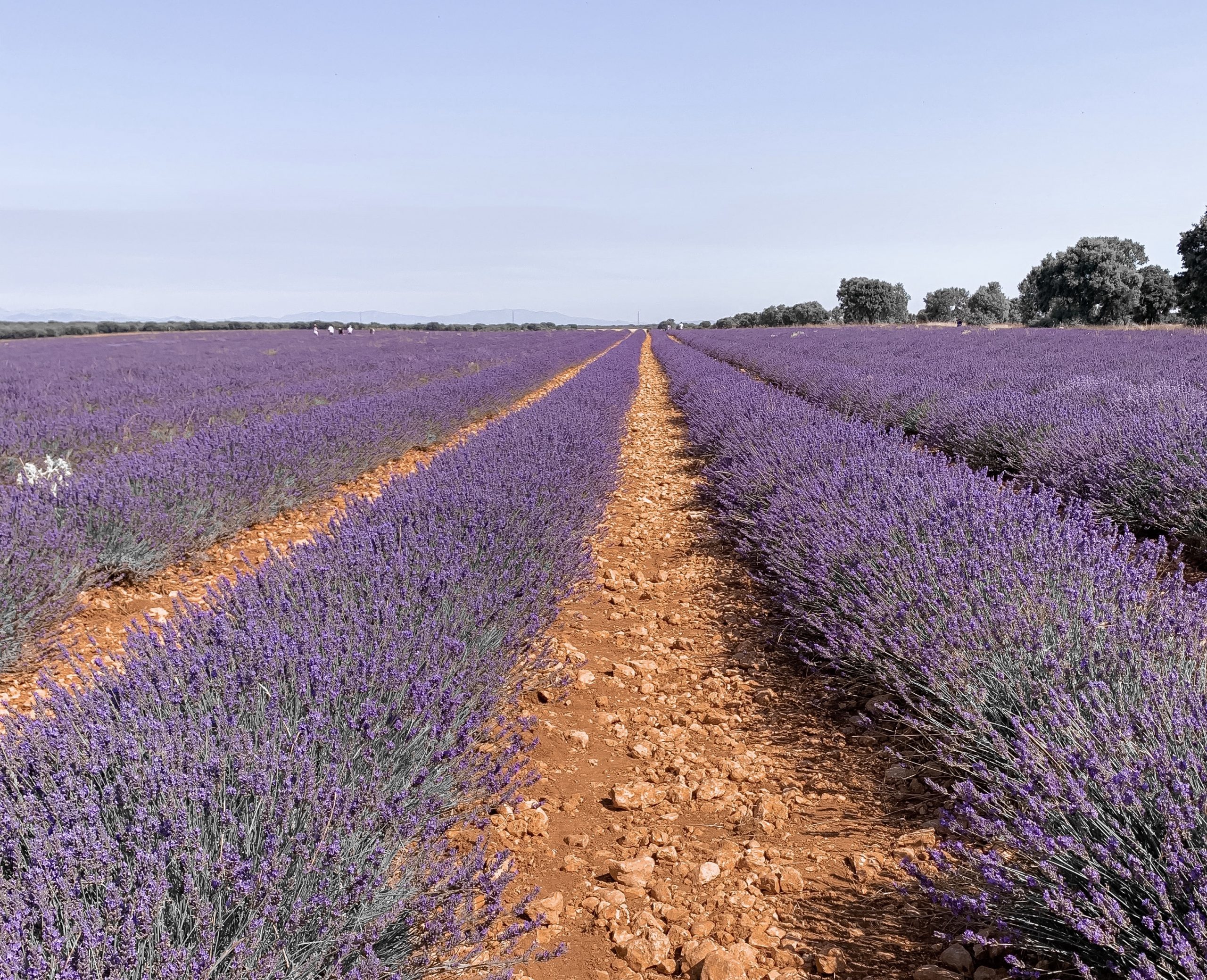 Campos de lavanda situados en Brihuega.