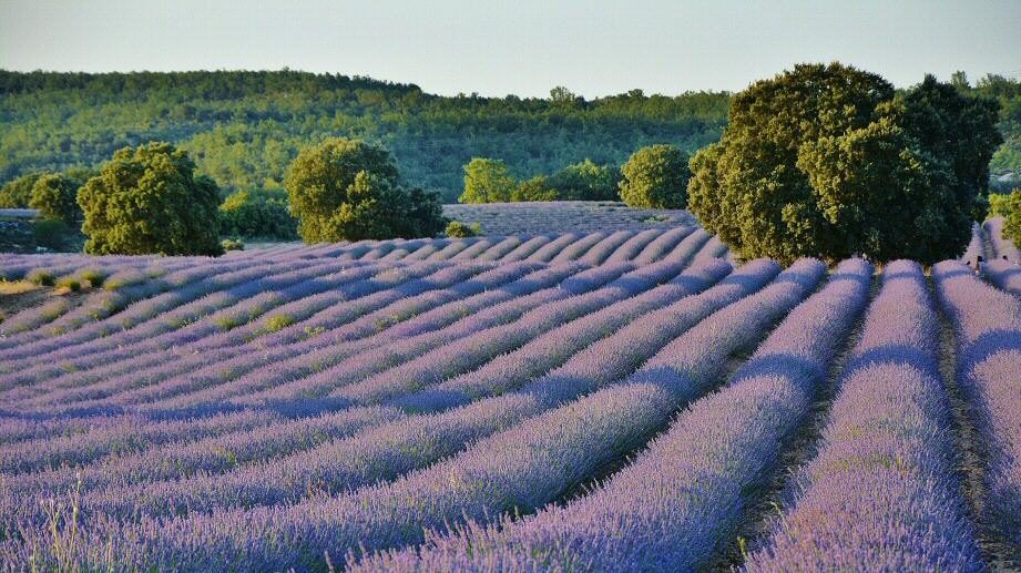 Estás a tiempo, disfruta de la floración en los campos de lavanda de Brihuega.